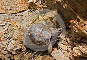 Tortoise