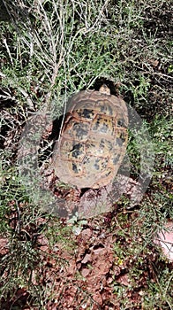 Tortoise