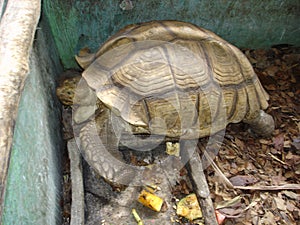 Tortoise in Ark Avilon