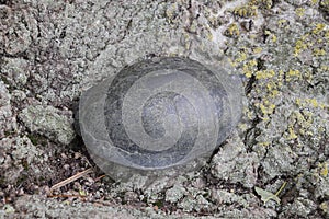 tortoise on the bark of a tree. Ordinary river tortoise of temperate latitudes. The tortoise is an ancient reptile. photo