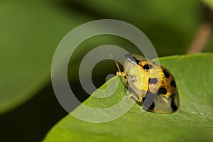 Tortoise Beetle