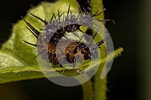 Tortoise Beetle Larva