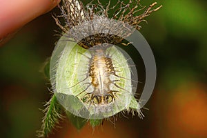 Tortoise beetle larva, Unidentified , Aarey Milk Colony , INDIA