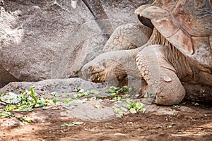 Tortoise photo