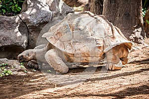 Tortoise