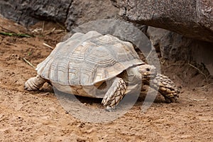 Tortoise photo