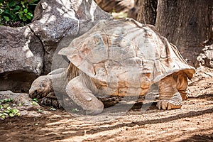 Tortoise