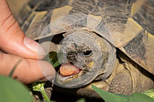 A tortoise biting into a green leaf