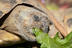 A tortoise biting into a green leaf