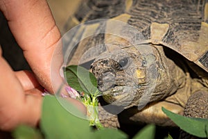 A tortoise biting into a green leaf