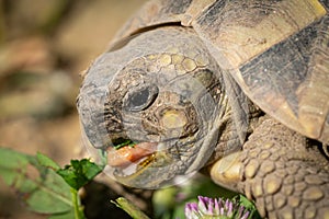 A tortoise biting into a green leaf
