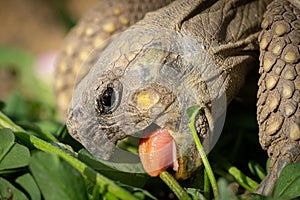 A tortoise biting into a green leaf