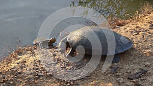 Tortoise in Bolivia, south America.