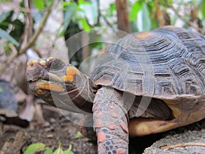 Tortoise photo