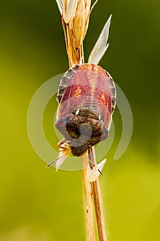 Tortoise bug, Eurygaster testudinaria.