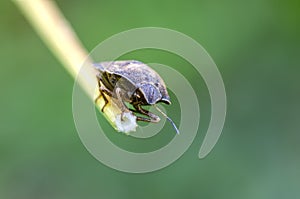 Tortoise bug on grass in field