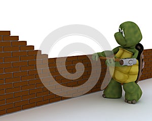 Tortoise building contractor