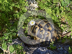 Tortoise with a camomile on the head in the grass