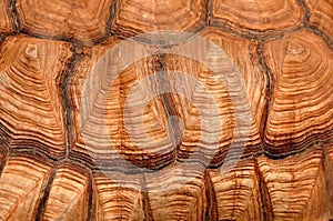 Tortoise Carapace