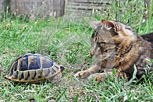 Tortoise and cat