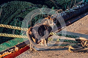 A tortoise cat is walking near by the sea shore, outdoor photography