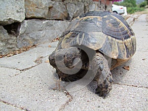 Tortoise coming out of his shell