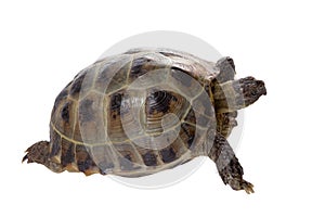 Tortoise crawling on white background