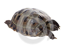 Tortoise crawling on white background