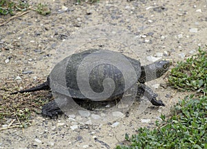 The tortoise crawls along the green grass. Ordinary river tortoise of temperate latitudes. The tortoise is an ancient reptile. photo