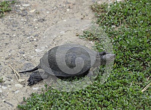 The tortoise crawls along the green grass. Ordinary river tortoise of temperate latitudes. The tortoise is an ancient reptile. photo