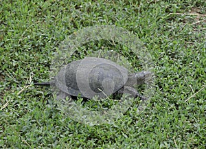 The tortoise crawls along the green grass. Ordinary river tortoise of temperate latitudes. The tortoise is an ancient reptile. photo