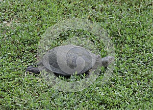 The tortoise crawls along the green grass. Ordinary river tortoise of temperate latitudes. The tortoise is an ancient reptile. photo