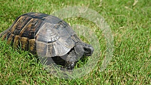 Tortoise crawls on green grass