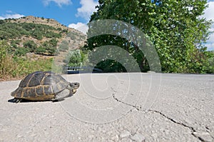 Tortoise crossing the road.