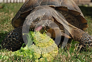 Tortoise Eating Broccoli, fron