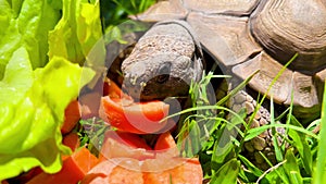 A tortoise eating carrots and lettuce