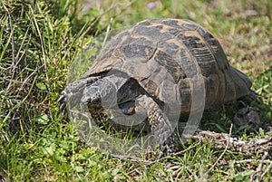 Tortoise eating grass