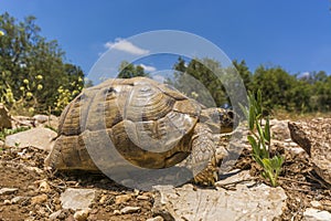 Tortoise eating from ground level