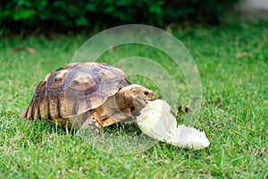 Tortoise eating a leaf of vegetable or grass on a green background.