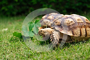 Tortoise eating a leaf of vegetable or grass on a green background.