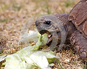 Tortoise eating lettuce leaves