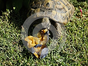 Tortoise eating ripe plum on the grass