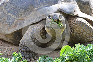 Tortoise eating salad