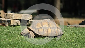 A tortoise eating from a side face angle