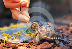 Tortoise eating some vegetables