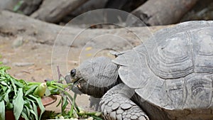 Tortoise eating vegetable