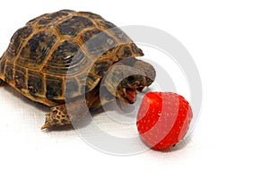Tortoise eats strawberry