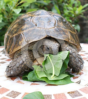 Tortoise feeding on greens for  lunch 