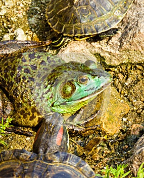 Tortoise and frog inside Zhanshan Temple