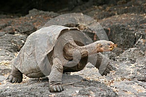 Želva galapágy 